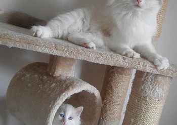 Ginger et son chaton - 7 semaines - Chatterie Ragdolls du Val de Beauvoir